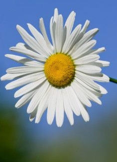 Plantele medicinale folosite in familie